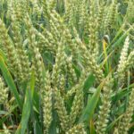 Food Security